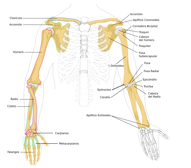 estrutura do braço