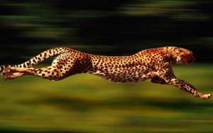 Leopardo – Consciência corporal