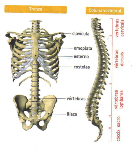 tronco e coluna tronco e coluna