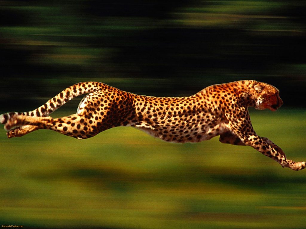 Consciência corporal, intenção e prática musical. Na foto, o corpo do leopardo é "levado" pela sua cabeça em uma corrida de caça.