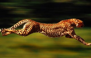 Consciência corporal, intenção e prática musical. Na foto, o corpo do leopardo é "levado" pela sua cabeça em uma corrida de caça.